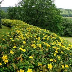 Prakthyperikum 20-pack