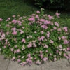 Praktspirea 'Little Princess' 20-pack