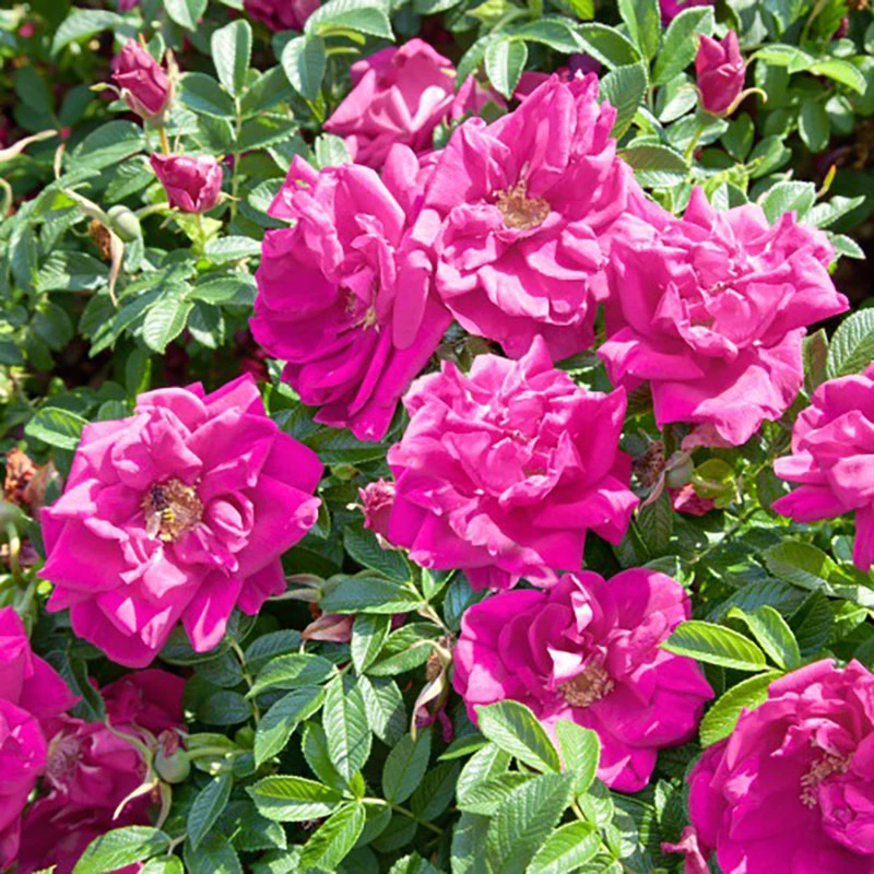 Rugosa-ros 'Hansa' 20-pack 1 Rugosa-ros 'Hansa' 20-pack