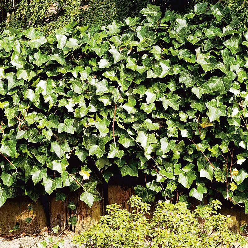 Storbladig Murgröna 20-pack 1 Storbladig Murgröna 20-pack