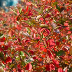 Svartaronia 'Hugin' 20-pack -Meyer Sales Shop hackvaxter svartaronia hugin hostfarger