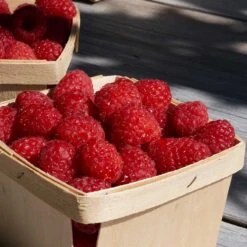 Trädgårdshallon 'Ottawa', 1-pack 6 Trädgårdshallon 'Ottawa', 1-pack -Meyer Sales Shop hallon inspirationsbild 3