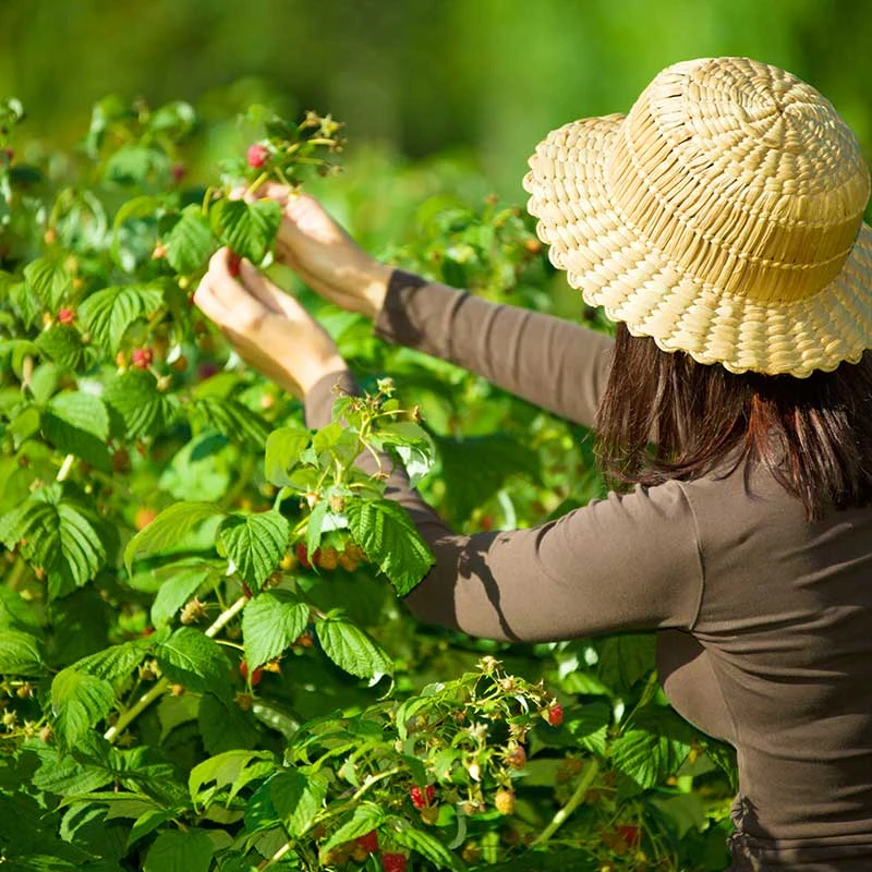 Trädgårdshallon 'Ottawa', 1-pack 2 Trädgårdshallon 'Ottawa', 1-pack - Image 2