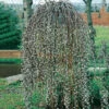 Hängsälg, Salix Caprea 'Kilmarnock', 60 Cm