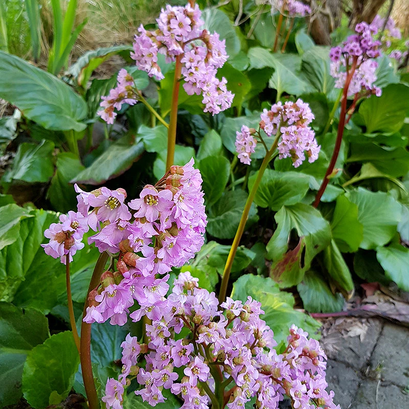 Hjärtbergenia 'Möja', 3-pack 2 Hjärtbergenia 'Möja', 3-pack - Image 2