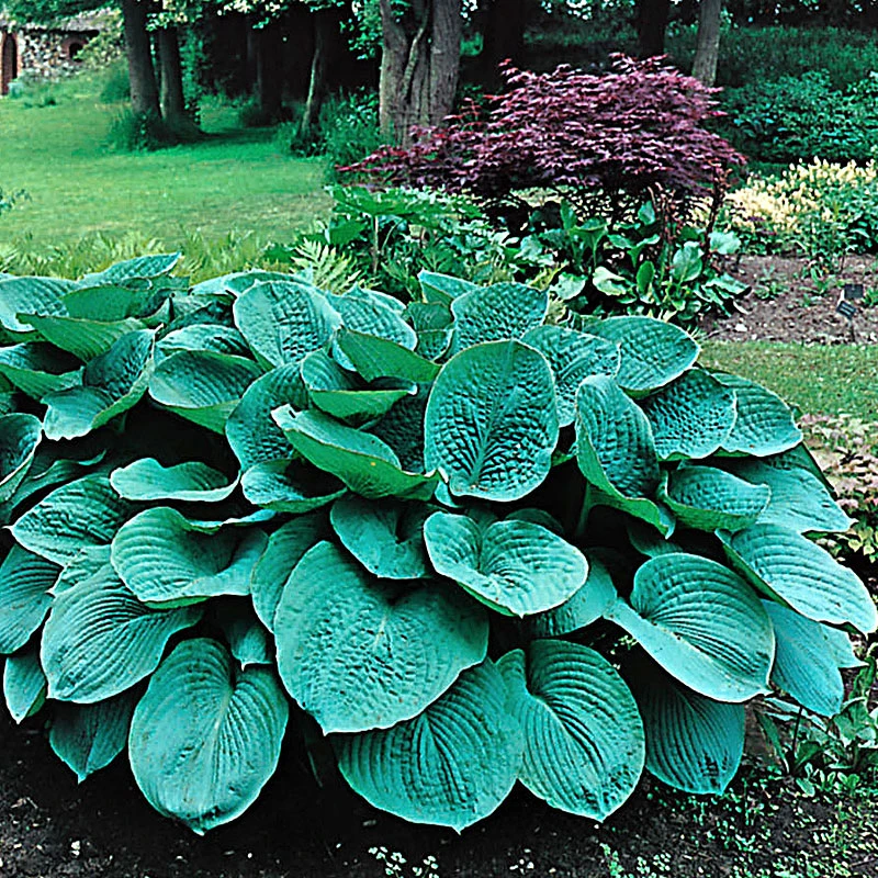 Daggfunkia 'Elegans', 3-pack 2 Daggfunkia 'Elegans', 3-pack - Image 2