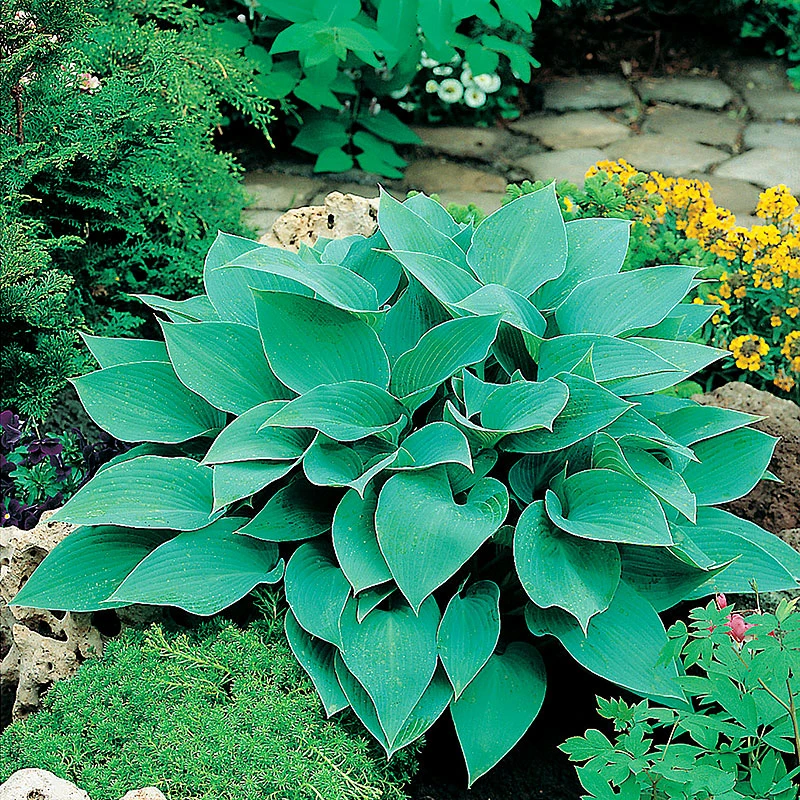 Blåfunkia, 3-pack 1 Blåfunkia, 3-pack