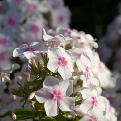 Höstflox 'Ingeborg Från Nybro', 3-pack