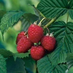 Hösthallon 'Ariadne'