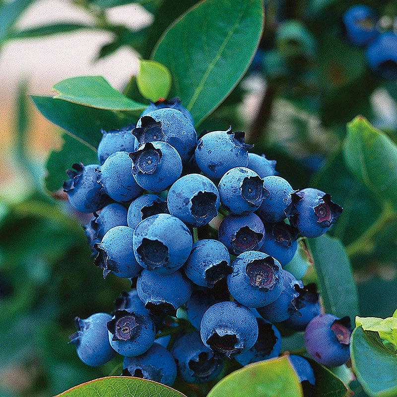 Hybridblåbär 'North Country' 1 Hybridblåbär 'North Country'