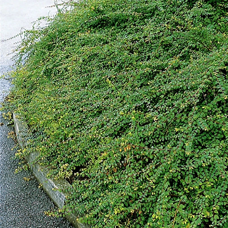 Hybridsnöbär 'Hancock' 30-50 Cm, 10-pack 1 Hybridsnöbär 'Hancock' 30-50 Cm, 10-pack