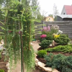 Japansk LĂ€rk 'Stiff Weeper'