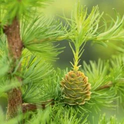 Japansk Lärk 'Stiff Weeper' -Meyer Sales Shop japansk lark stiff Weeper 3