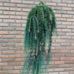 Japansk Lärk 'Stiff Weeper' -Meyer Sales Shop japansk lark stiff Weeper 4