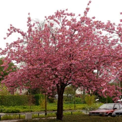Japanskt Prydnadskörsbär ’Kanzan’ -Meyer Sales Shop japanskt prydnadskorsbar prunus kanzan