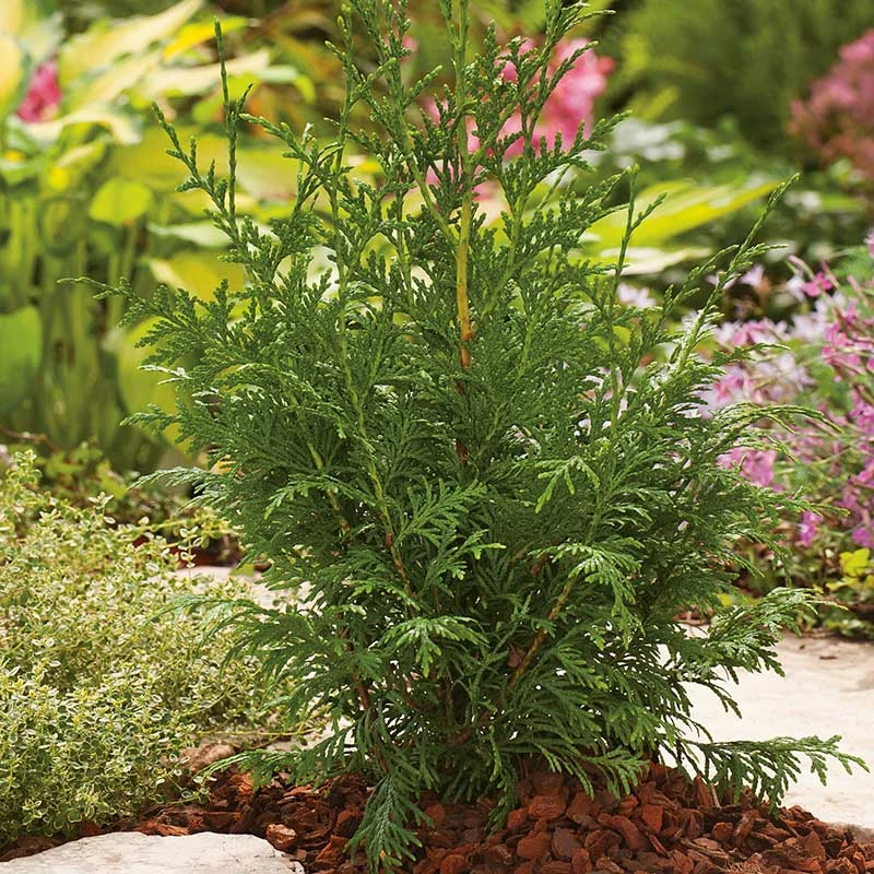 Jättetuja 'Gelderland' 2 Jättetuja 'Gelderland' - Image 2