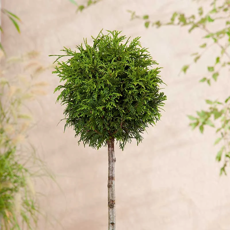 Jättetuja 'Gelderland' 1 Jättetuja 'Gelderland'