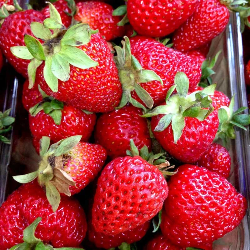 Jordgubbe 'Korona' 10-pack 2 Jordgubbe 'Korona' 10-pack - Image 2