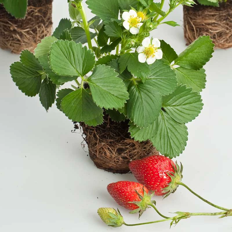 Jordgubbe 'Korona' 10-pack 1 Jordgubbe 'Korona' 10-pack