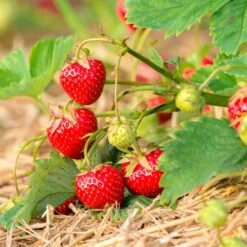 Jordgubbe 'Ostara' 10-pack