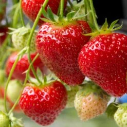 Jordgubbe 'Polka' 10-pack