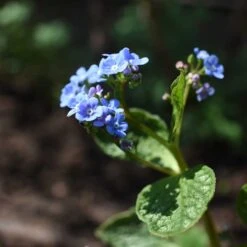 Kaukasisk Förgätmigej 'Jack Frost', 3-pack -Meyer Sales Shop kaukasisk forgatmigej jack frost 3