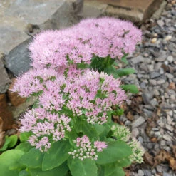 Kinesisk Kärleksört 'Granlunda', 3-pack -Meyer Sales Shop kinesisk karleksort granlunda 1