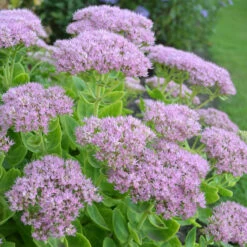 Kinesisk Kärleksört 'Granlunda', 3-pack -Meyer Sales Shop kinesisk karleksort granlunda