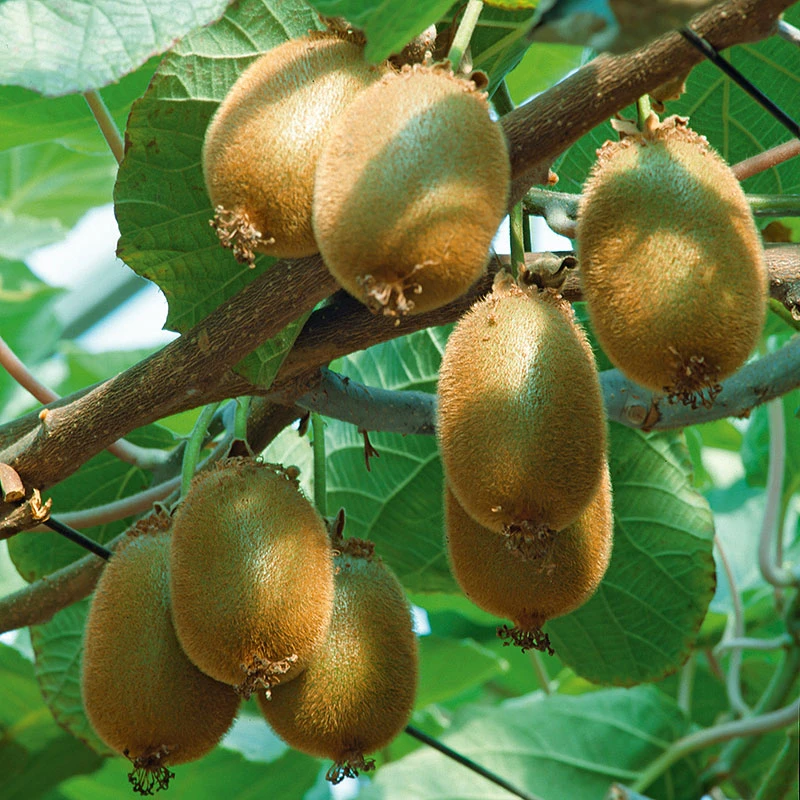 Kiwi 'Jenny' 1 Kiwi 'Jenny'