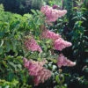 Klasespirea 50-80 Cm, 100-pack