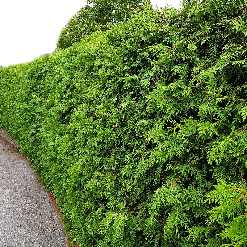 Thuja Brabant 50-70 Cm, 100 Pack 1 Thuja Brabant 50-70 Cm, 100 Pack