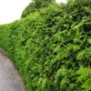Thuja Brabant 15-40 Cm, 100-pack