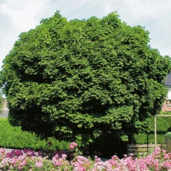 Klotlönn, Acer Plantanoides 'Globosum'