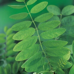 Klotrobinia, Robinia Pseudoacacia 'Umbraculifera', 100-120 Cm 6 Klotrobinia, Robinia Pseudoacacia 'Umbraculifera', 100-120 Cm -Meyer Sales Shop klotrobinia robinia pseudoacacia umbraculifera blad