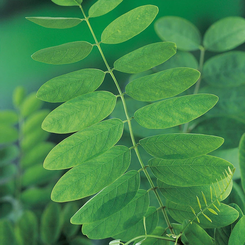 Klotrobinia, Robinia Pseudoacacia 'Umbraculifera', 100-120 Cm 3 Klotrobinia, Robinia Pseudoacacia 'Umbraculifera', 100-120 Cm - Image 3