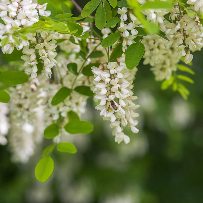 Klotrobinia, Robinia Pseudoacacia 'Umbraculifera', 100-120 Cm 2 Klotrobinia, Robinia Pseudoacacia 'Umbraculifera', 100-120 Cm - Image 2