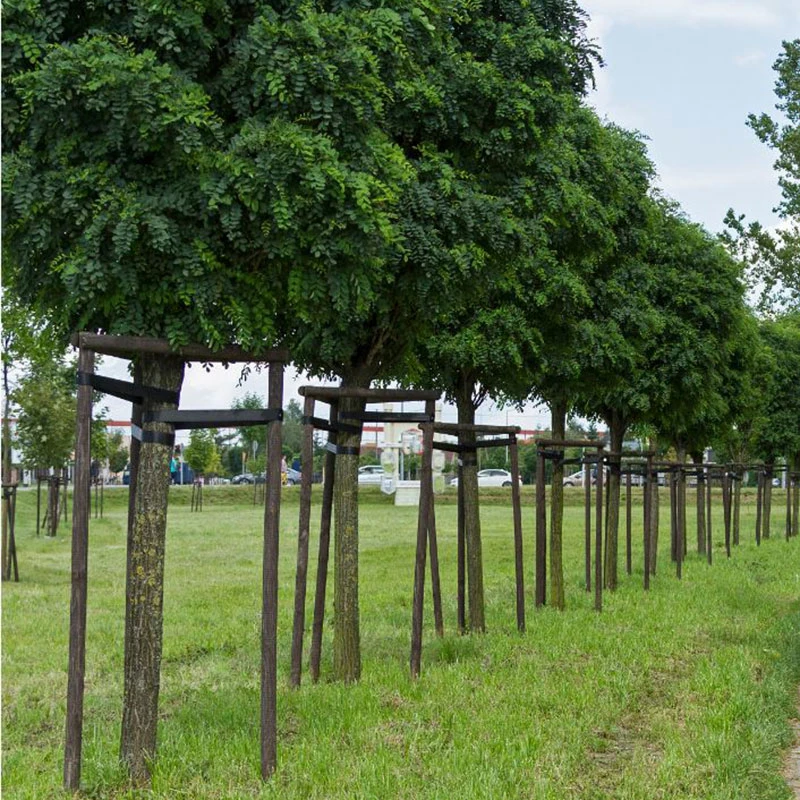 Klotrobinia, Robinia Pseudoacacia 'Umbraculifera', 100-120 Cm 4 Klotrobinia, Robinia Pseudoacacia 'Umbraculifera', 100-120 Cm - Image 4