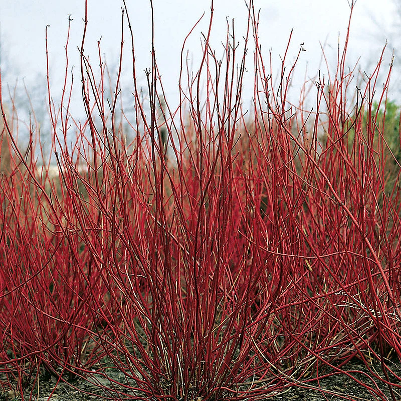 Korallkornell 50-80 Cm, 10-pack 2 Korallkornell 50-80 Cm, 10-pack - Image 2