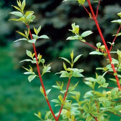 Korallkornell 50-80 Cm, 10-pack