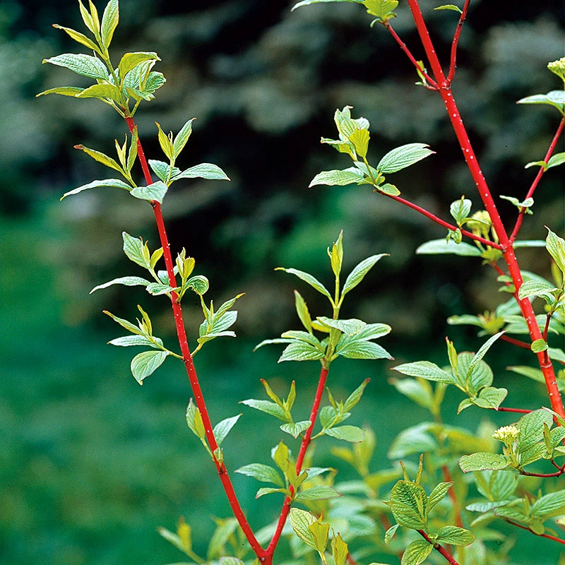 Korallkornell 50-80 Cm, 10-pack 1 Korallkornell 50-80 Cm, 10-pack