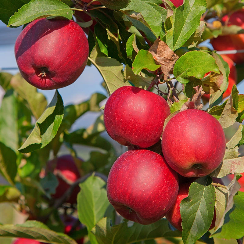 Äpple 'Katja' E 1 Äpple 'Katja' E