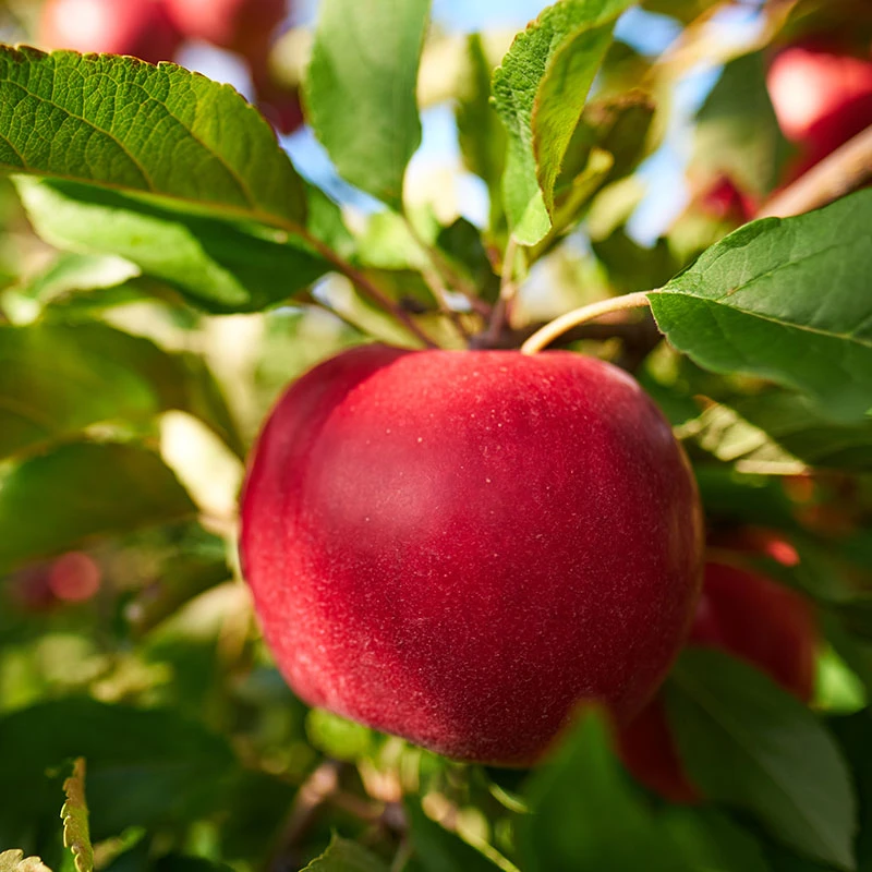 Äpple 'Katja' E - M Uppbindn 2 Äpple 'Katja' E - M Uppbindn - Image 2