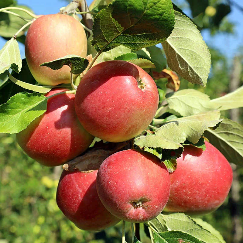 Äpple LOVISA® E - M Uppbindn 1 Äpple LOVISA® E - M Uppbindn