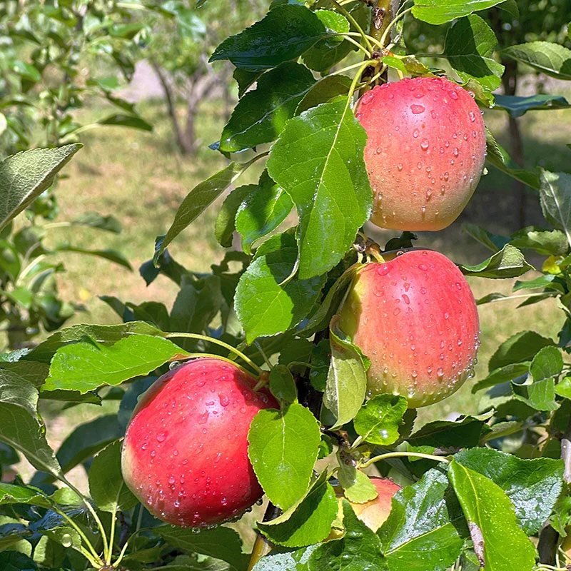 Äpple LOVISA® E - M Uppbindn 2 Äpple LOVISA® E - M Uppbindn - Image 2