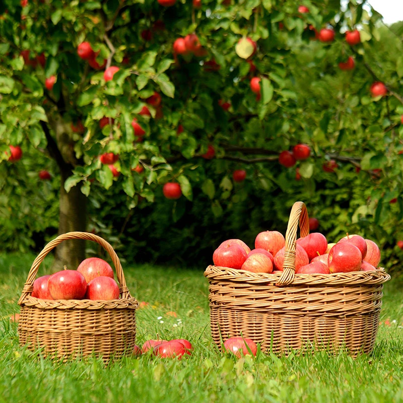 Äpple 'Mantet' - M Uppbindn 2 Äpple 'Mantet' - M Uppbindn - Image 2