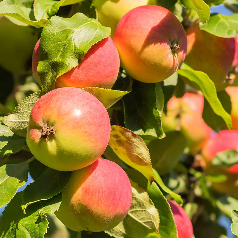 Äpple 'Mantet' - M Uppbindn 1 Äpple 'Mantet' - M Uppbindn