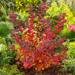 Björkspirea 'Tor' E-planta, 10-pack -Meyer Sales Shop krukodlad bjorkspirea tor e planta hostfarger