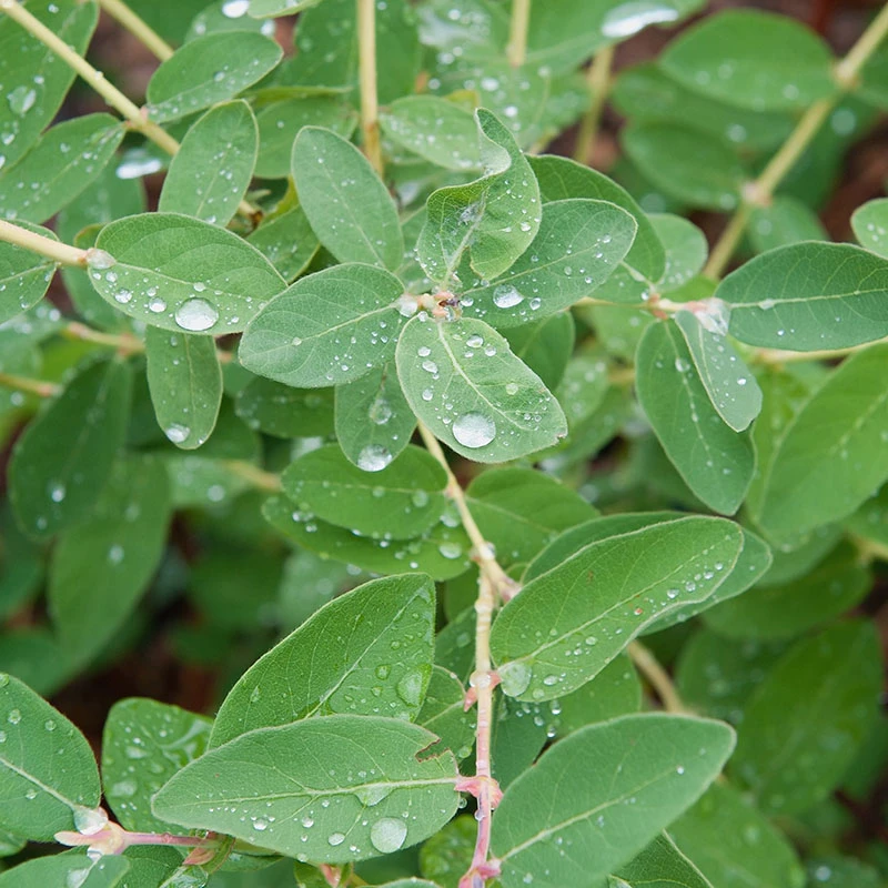 Blåbärstry 'ANJA' E-planta, 10-pack 2 Blåbärstry 'ANJA' E-planta, 10-pack - Image 2