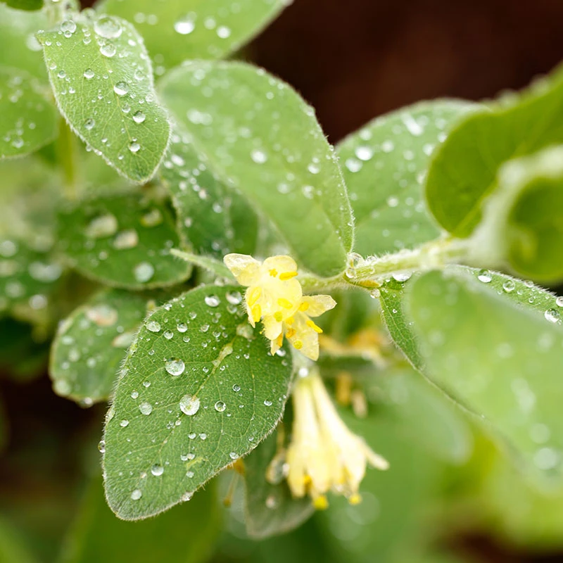 Blåbärstry 'ANJA' E-planta, 10-pack 3 Blåbärstry 'ANJA' E-planta, 10-pack - Image 3