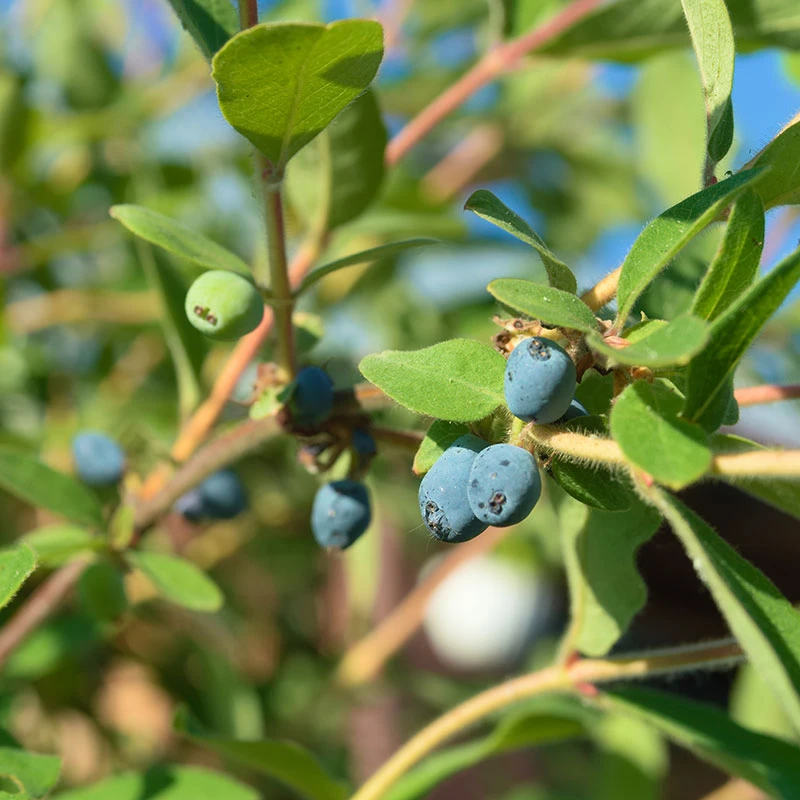 Blåbärstry 'ANJA' E-planta, 10-pack 1 Blåbärstry 'ANJA' E-planta, 10-pack